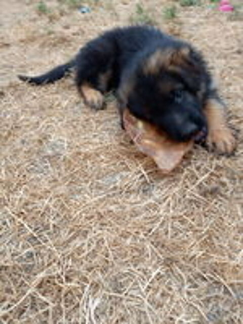   TRES BEAUX CHIOTS BERGERS ALLEMAND A POILS LONGS.LOF 