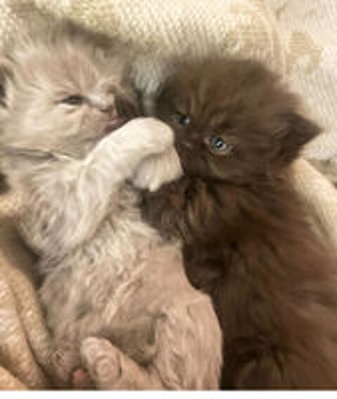   2 adorables chatons à adopter  