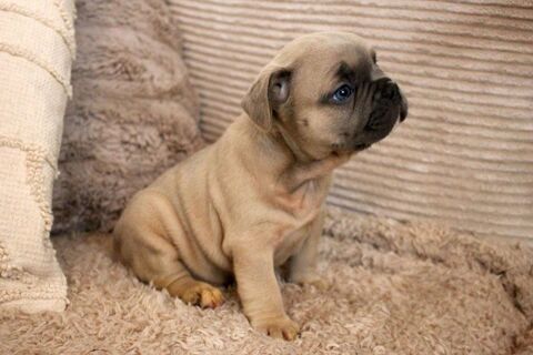 Magnifiques chiots bouledogue français exo 990 91100 Villab