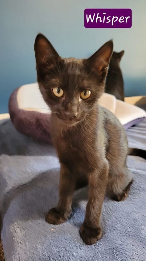 Chat WHISPER à l adoption 110 26450 Charols