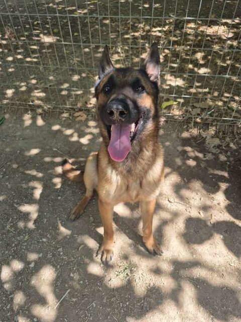 Chien EBENE à l adoption 210 13001 Marseille