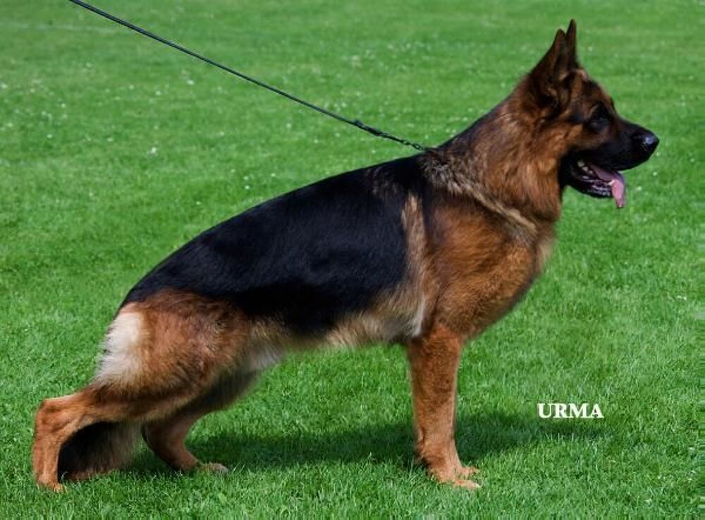   Magnifique chiots berger allemand 