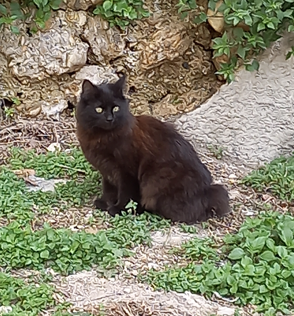   Cherchons Famille d'Accueil chat sur Marseille 