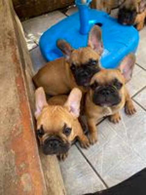   chiots Mâle bouledogue francais fauve masque noir  