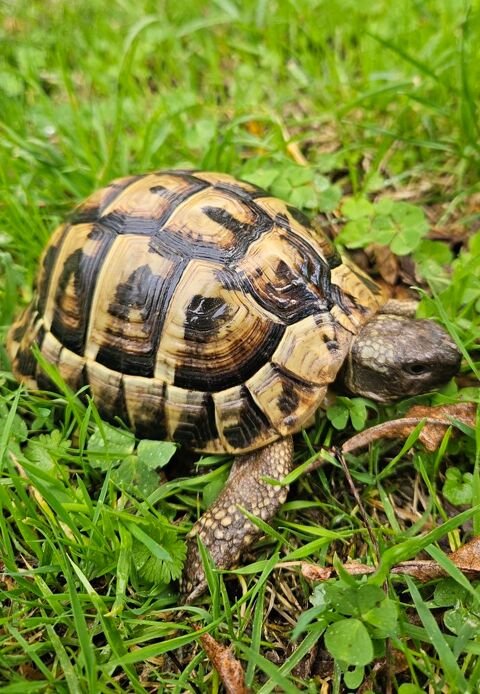 Tortue terrestre 350 44000 Nantes