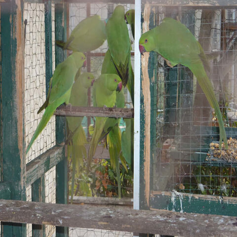  Perruches &agrave; collier vertes 50 34110 Frontignan