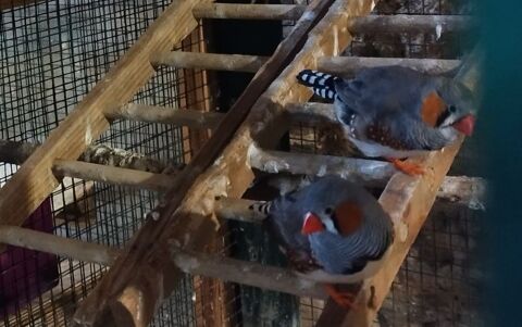 Diamant mandarins 5 46100 Cardaillac