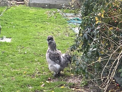 Coq de soie bleu 5 85230 Beauvoir-sur-mer