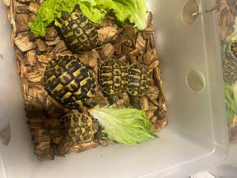 Tortues terrestres de 1 ans 30 30000 Nîmes