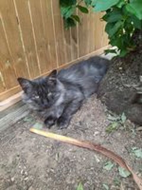   Chat MONTY  l adoption 