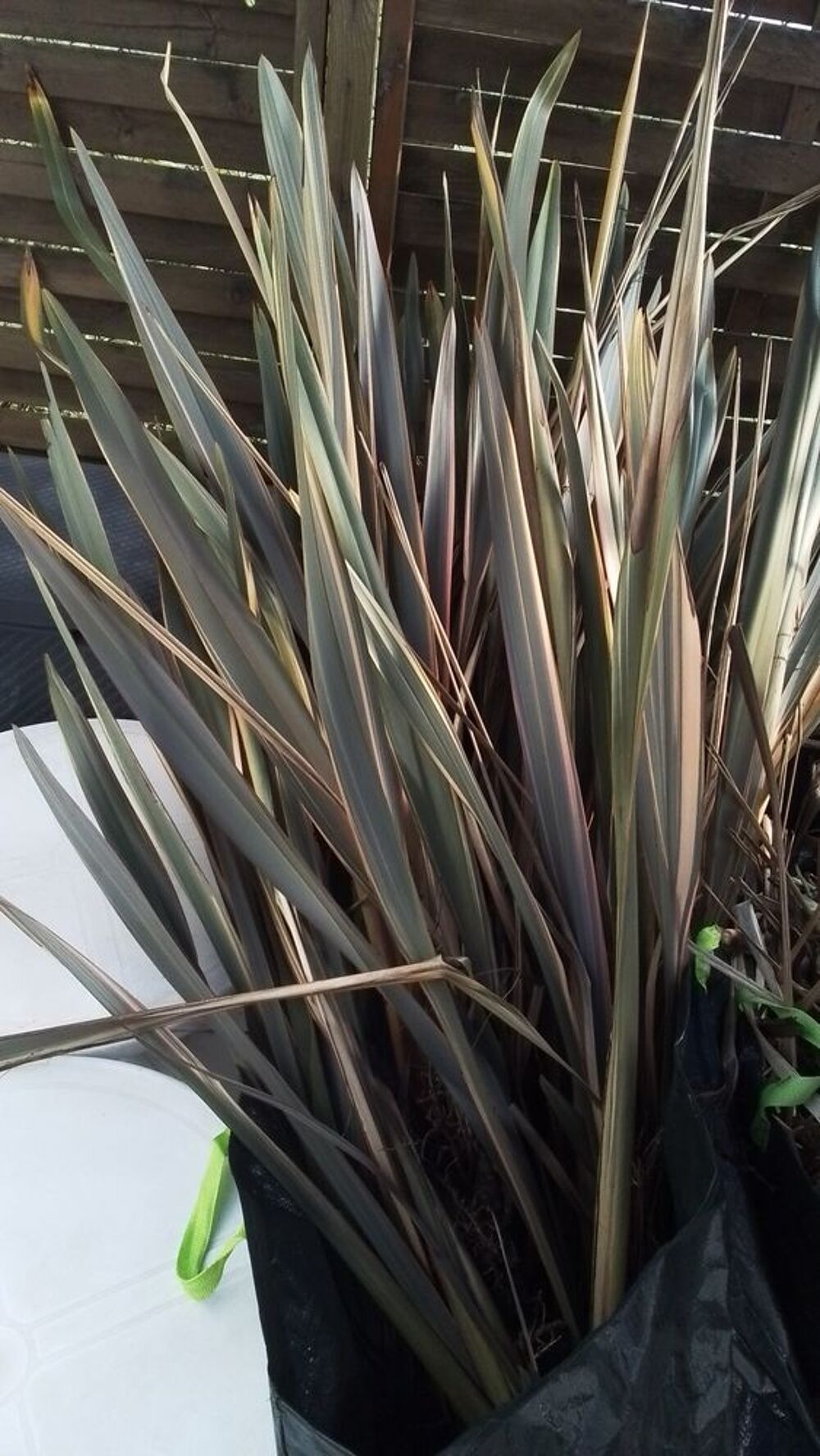 plantes d&eacute;coratives pour le jardin. Jardin
