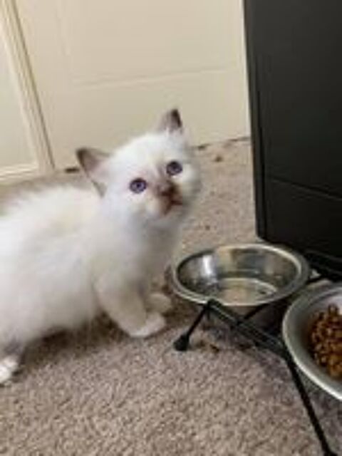   Mignons chatons sacré de Birmanie disponible  