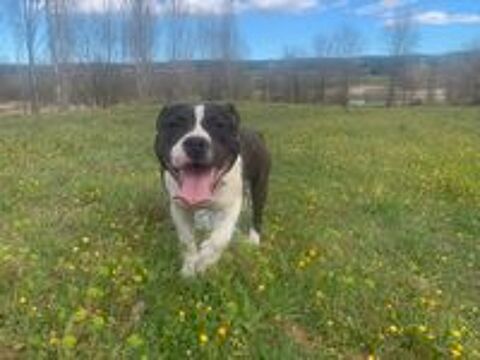   Jeune American Staffordshire Terrier LOF 