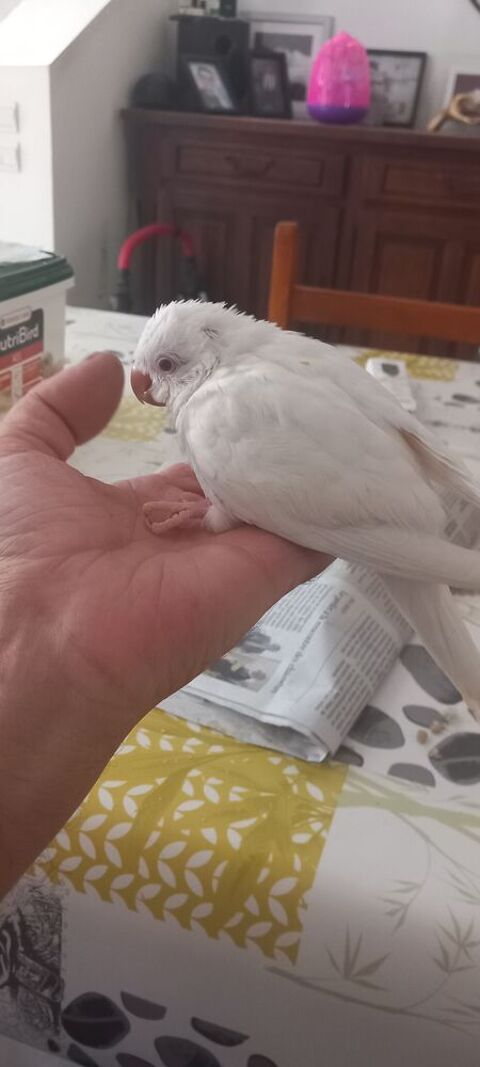 perruche souris blanche 150 49330 Les hauts-d'anjou