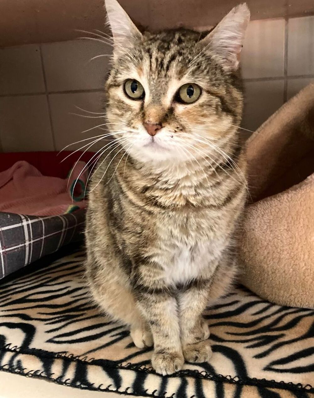  LILI 