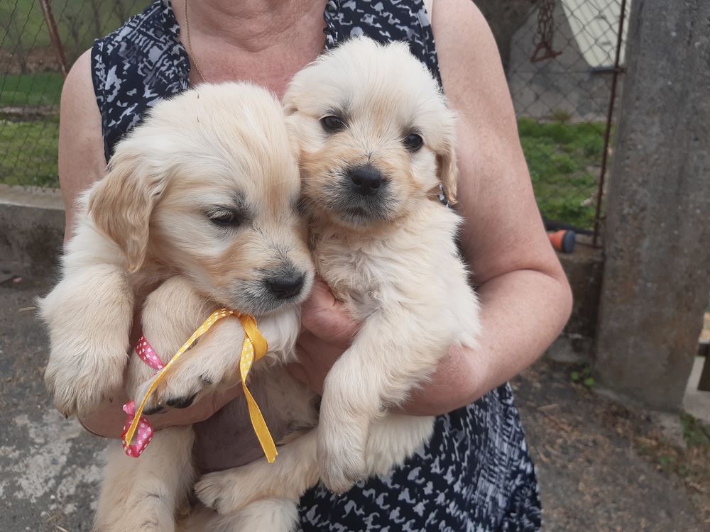   Chiots golden retreiver  