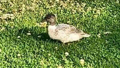   Canards 