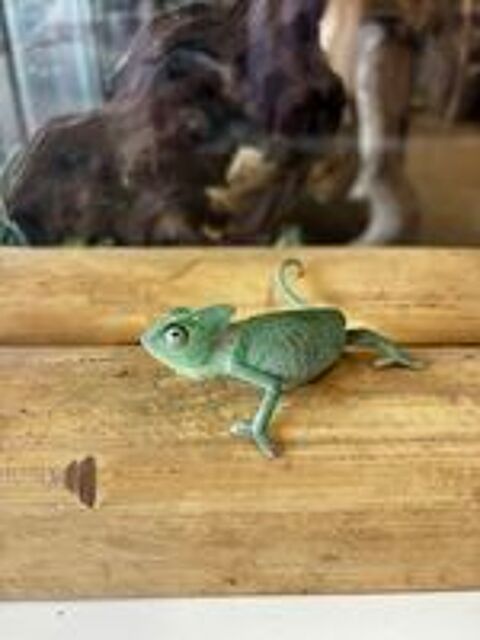   Caméléon Casque du Yemen 
