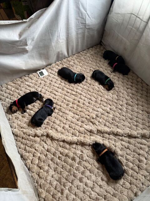 &Agrave; r&eacute;server magnifique chiot rottweiler lof queue coup&eacute;e  1800 41800 Montoire-sur-le-loir