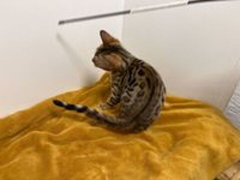   ALSACE. SUPERBES CHATONS BENGAL 