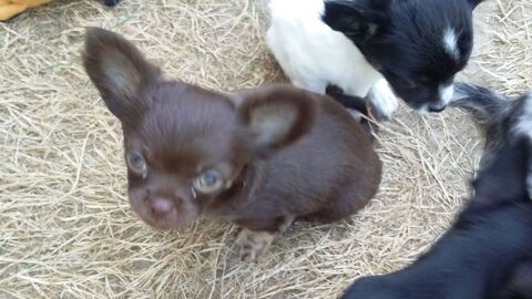 Disponibles chiots chihuahua poils longs 1450 22640 Plénée-jugon