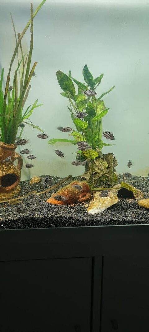 Donne alevins cichlid&eacute;s z&egrave;bres 0 58000 Nevers