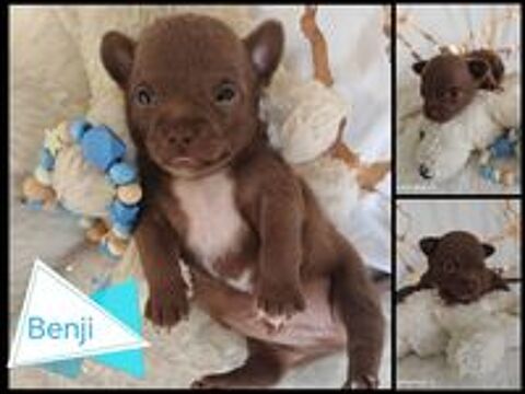   A réserver chiots chihuahua de petit gabarit  