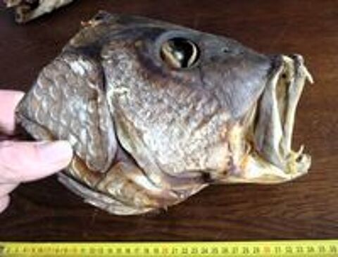   Cabinet de curiosités - Poissons naturalisés 