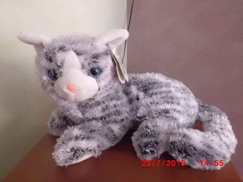 CHAT TIGRE GRIS ET BLANC SANDY 15 Oignies (62)