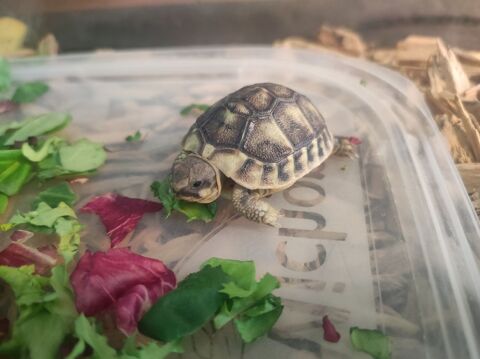 B&eacute;b&eacute;s tortues sur r&eacute;gion bordelaise 50 33000 Bordeaux