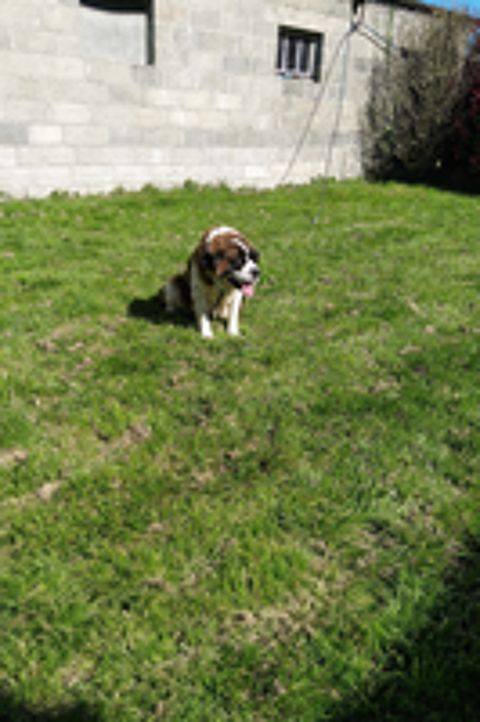   Chienne Saint Bernard 