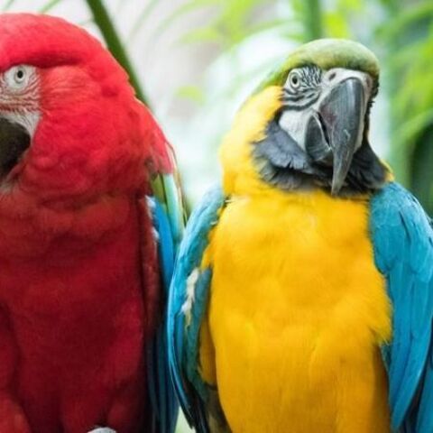 couple de ara ( 1 male ara RONA / col&eacute;opt&egrave;re femelle ) 3200 60500 Chantilly