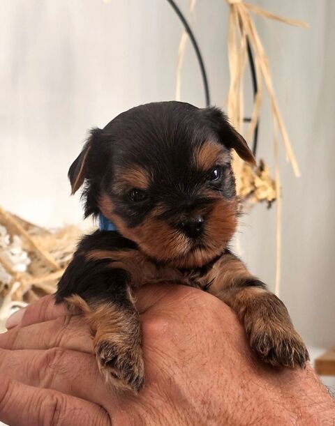 A Reserver : Yorkshire Terrier LOF : 4 m&acirc;les et 2 femelles 1500 56160 S�glien