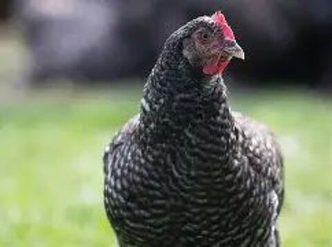 poulettes fermi&egrave;res plein air de juin 2025 coq 2025 17 59177 Sains-du-nord