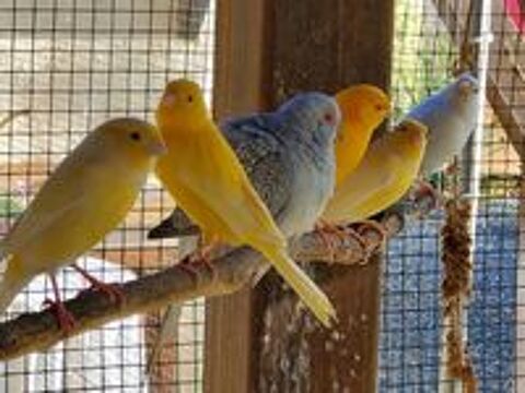   Oiseaux  canaris  femelles ou mâles  