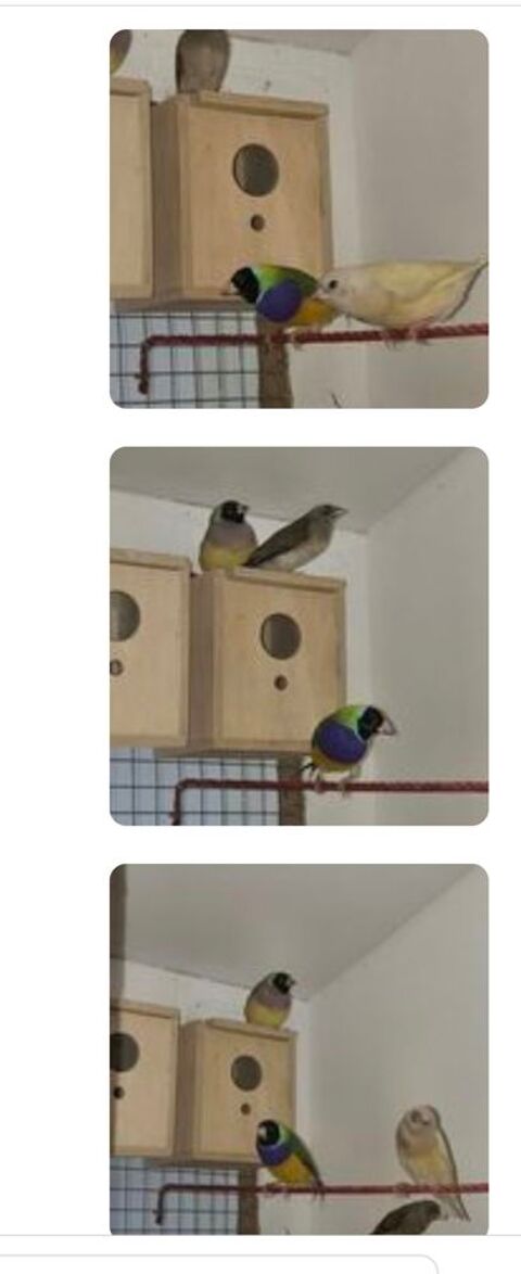 1 couple de gould 70 85170 Beaufou