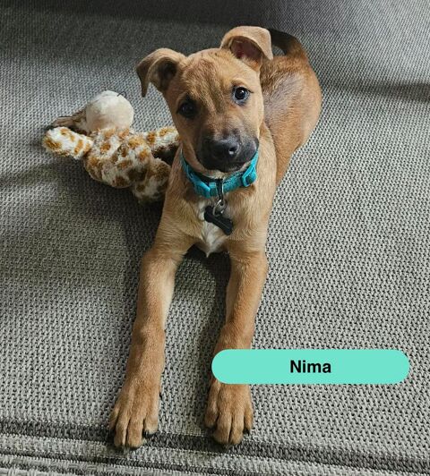 Nima, chiot crois&eacute; malinois &agrave; adopter 300 44430 La boissi�re-du-dor�