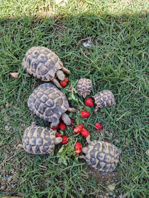 Tortues Herman   
400 30000 N�mes