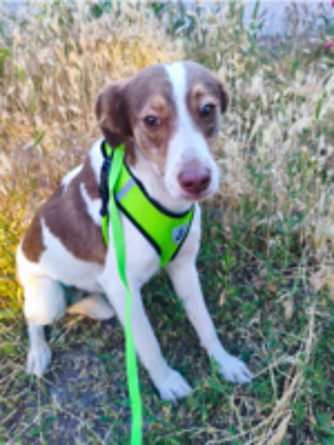   A L'ADOPTION NINA 