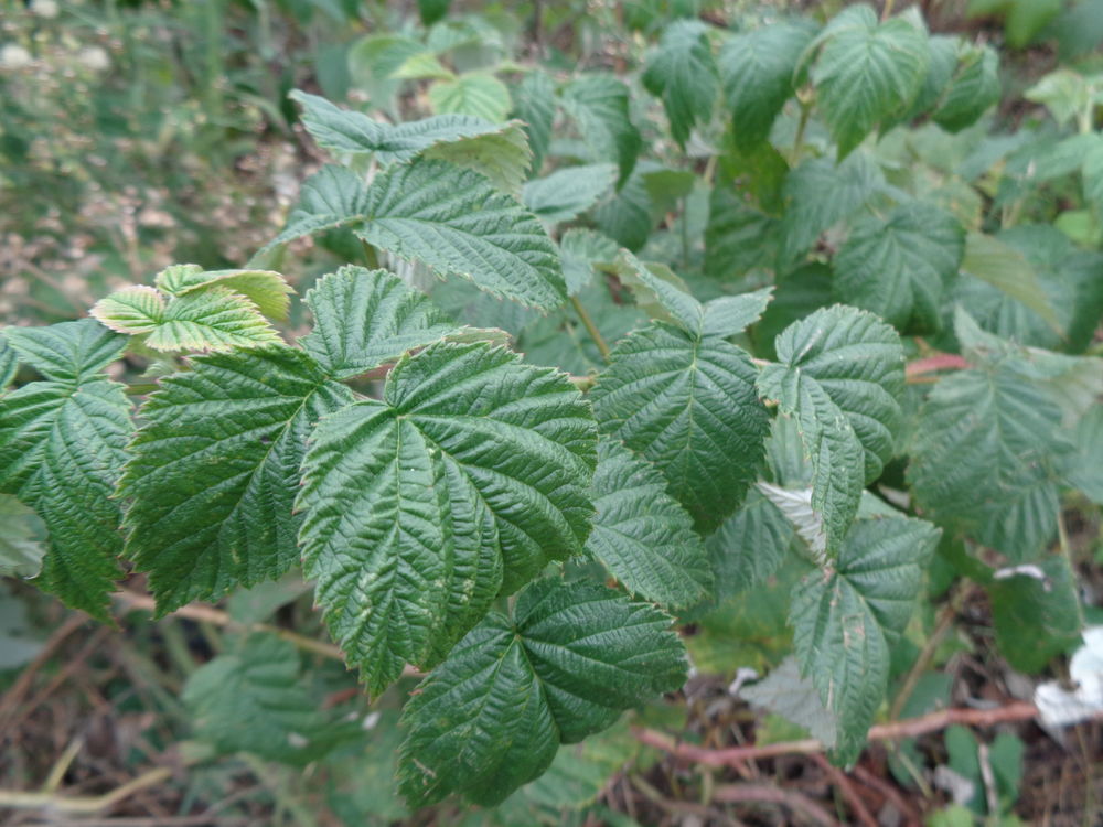 framboisiers Jardin
