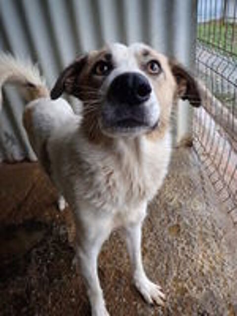   Siana � l'adoption 