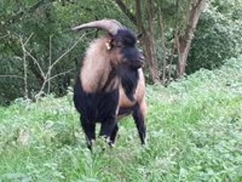   Themis, bouc nain type alpin à adopter 