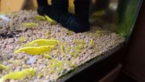   CREVETTE YELLOW NEON NEOCARIDINA EAU DU ROBINET 
