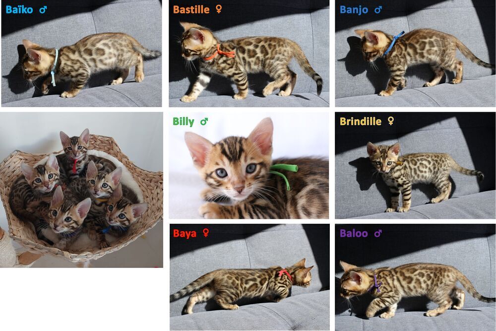   Chatons Bengal LOOF sur La Rochelle 