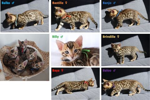 Chatons Bengal LOOF sur La Rochelle 1200 17000 La rochelle
