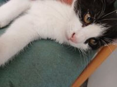  Donne 2 chatons adorable tres joueur et farceur .tres calin  