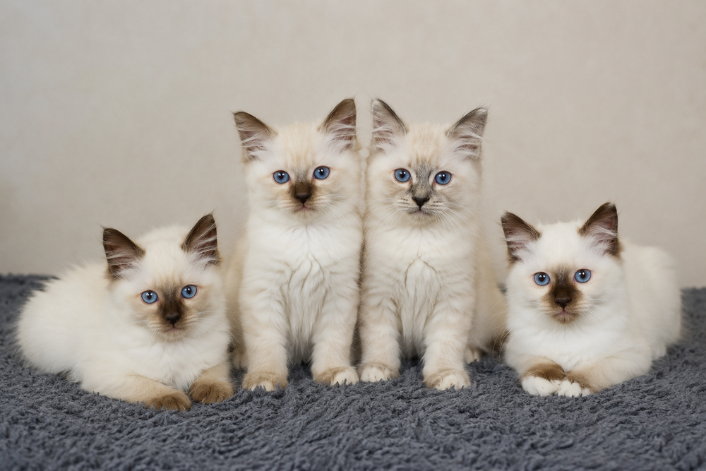   Magnifique chatons Sacré de Birmanie 