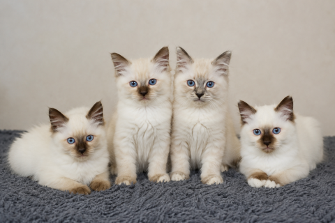 Magnifique chatons Sacr&eacute; de Birmanie 800 45460 Bouzy-la-forêt