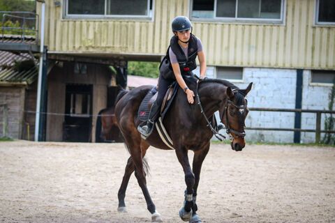cheval hongre PS de 10 ans 5000 29800 La forest-landerneau