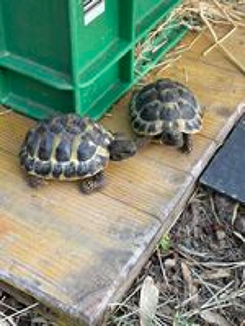   Tortues terrestres  